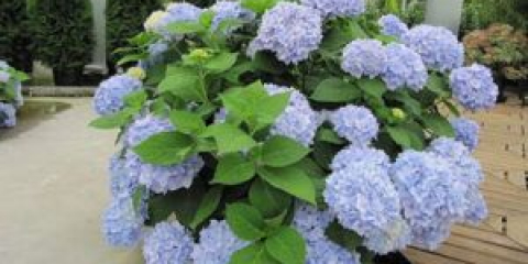 Prořezávání hortenzie na podzim na zimu pro začátečníky